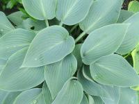Bohyška (Hosta)