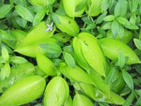 Bohyška (Hosta)