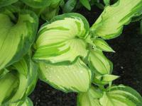 Bohyška (Hosta)