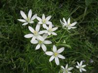 Ornithogalum umbellatum - snědek rozkladitý