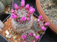 Mamilárie (Mammillaria zeilmanniana)