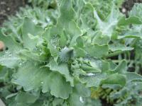 Rohatec růžkatý (Glaucium corniculatum)