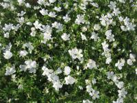 Kakost krvavý 'Album' (Geranium sanguineum)