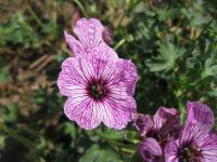 Kakost sivý 'Laurence Flatman' (Geranium cinereum)