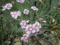 Karafiát 'Tatra Fragrance' (Dianthus hybridus)