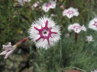 Karafiát 'Tatra Fragrance' (Dianthus hybridus)