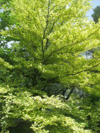 Buk lesní 'Albovariegata' (Fagus sylvatica)