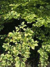 Buk lesní 'Albovariegata' (Fagus sylvatica)