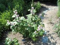 Iliama (Iliamna rivularis)