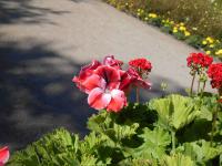Pelargonie velkokvětá (Pelargonium grandiflorum)