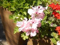 Pelargonie velkokvětá (Pelargonium grandiflorum)