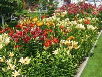 Záhony lilií (Lilium x sp)