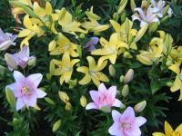 Záhony lilií (Lilium x sp)