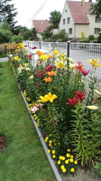 Záhony lilií (Lilium x sp)