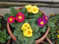 Prvosenka bezlodyžná (Primula vulgaris)