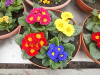 Prvosenka bezlodyžná (Primula vulgaris)