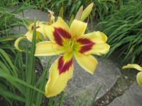 Denivka 'Spectacular' (Hemerocallis)