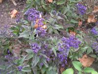 Otočník stromovitý (Heliotropium arborescens)