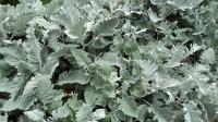 Starček přímořský (Senecio bicolor)