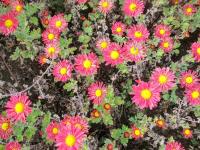 Listopadka 'Mei-kyo' (Chrysanthemum)