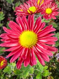 Listopadka 'Mei-kyo' (Chrysanthemum)
