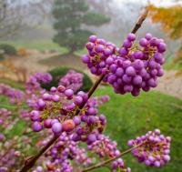 Krásnoplodka japonská 'Heavy Berry'