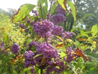 Callicarpa japonica    'Heavy Berry'  krásnoplodka japonská rostlina