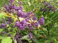Callicarpa japonica     'Heavy Berry'  krásnoplodka japonská rostlina