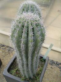 Pachycereus (Pachycereus pringlei)
