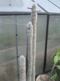 Kleistokaktus (Cleistocactus strausii)