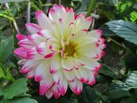 Jiřinka 'Dagmar' - Dekorační jiřinky (Dahlia)