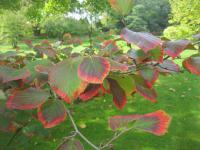 Vilín měkký 'Lombart's Weeping' (Hamamelis mollis)