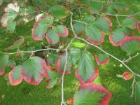 Vilín měkký 'Lombart's Weeping' (Hamamelis mollis)
