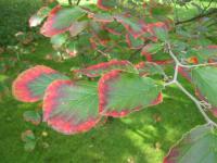 Vilín měkký 'Lombart's Weeping' (Hamamelis mollis)
