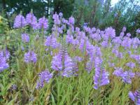 Řetězovka (Physostegia angustifolia)