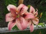 Lilie 'Čaro' - Asijské hybridy vysoké (Lilium)