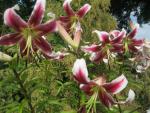 Lilium x hybridum  'Erfordia'  lilie květy, květenství