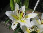 Lilie 'Columbia' - Orientální hybridy