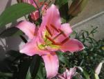 Lilium x hybridum         'Medusa'  lilie květy, květenství