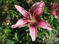 Lilie 'Thesire' - Asijské hybridy vysoké (Lilium)