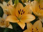 Lilie 'Menorca' - LA hybridy
