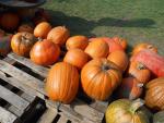 Dýně, tykev (Cucurbita)