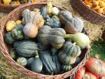Dýně, tykev (Cucurbita)