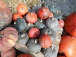 Dýně, tykev (Cucurbita)