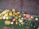 Dýně, tykev (Cucurbita)