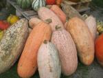 Dýně, tykev (Cucurbita)
