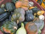 Dýně, tykev (Cucurbita)