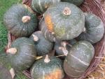 Dýně, tykev (Cucurbita)