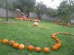 Dýně, tykve (Cucurbita)