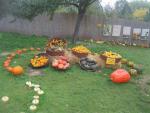 Dýně, tykve (Cucurbita)
